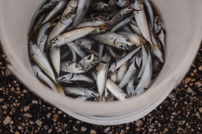 Fiskehelse: En Dypdykk i Viktigheten av Sunn Fisk