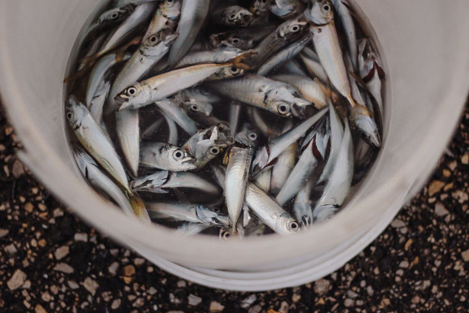 Fiskehelse: En Dypdykk i Viktigheten av Sunn Fisk