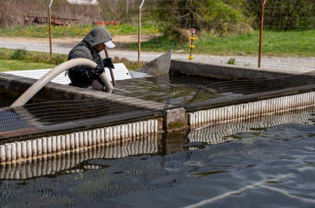 Fiskehelse og Velvære: Viktige Aspekter for En Sunn Fiskestamme